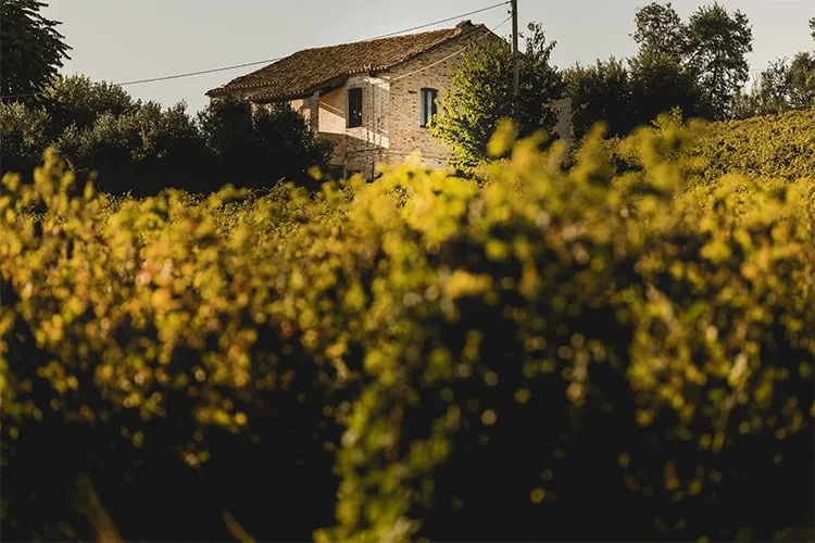 Santone Vini